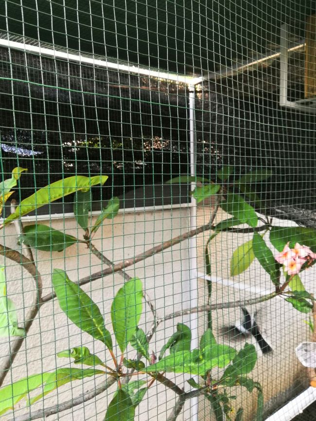 新築された鳥小屋（この表現でいいかな）<br />