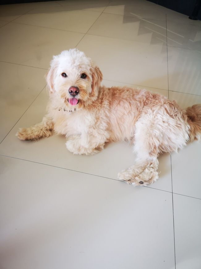 シーズーのチコちゃんです。<br />ひんやり気持ちいい場所を知ってます。<br />階段は練習中です。(笑)<br /><br />セキュリティ担当部長のショージ君の画像が見当たりません。<br />どなたか、精悍なる部長の画像を送っていただけませんか？<br />部長、どうやら美人を見ると我慢ができないようですよ。うししっ