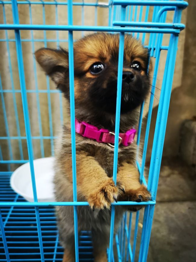 仕上がり時間と、値段が一緒なら、<br />可愛いワンコがいた方がいいよね。<br />そういう理由(笑)　(^_-)-☆<br />早く来ないとボク大きくなっちゃうよ。(笑)