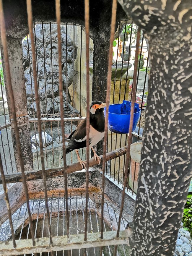 キューちゃん（九官鳥）だと思ってましたが・・・<br />トリプルリンガル（笑）<br />インドネシア語、英語、日本語で話します。<br />んーーーーっ　バリ語も話すと・・・