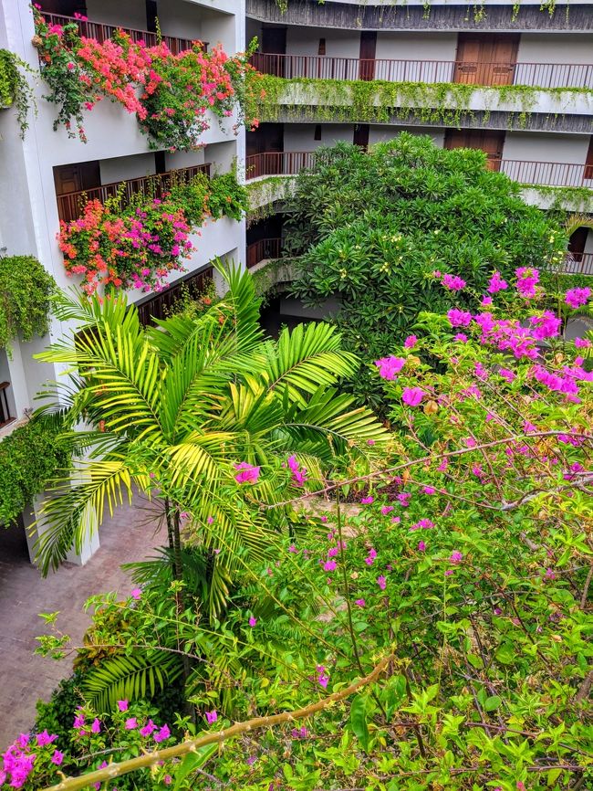 部屋の前から見える中庭にはブーゲンビリアが綺麗に咲いています。