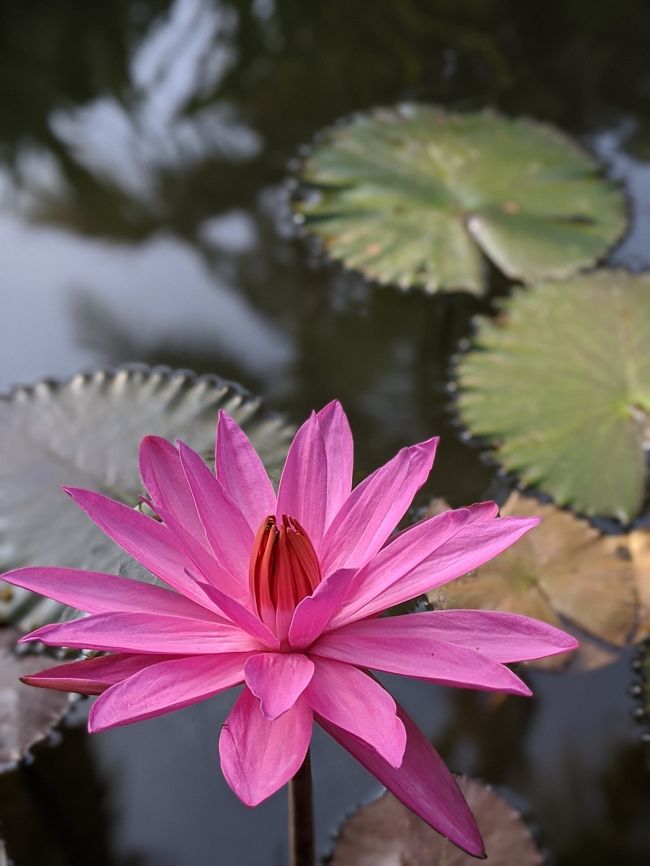 クラブラウンジを囲む池に咲いていた蓮の花。<br /><br />この部屋に4泊、本当に家みたいにくつろいで過ごしたのですが．．最終日、ちょっとしたハプニングが！