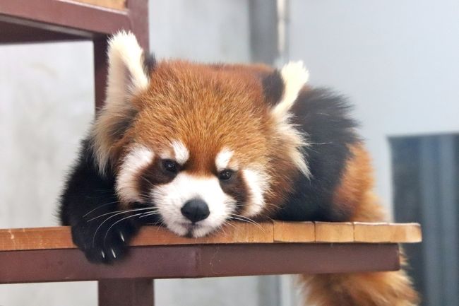 新春静岡レッサーパンダ遠征 6 日本平動物園 前編 レッサーパンダ特集 大きくなった令花ちゃん 総勢6頭中4頭リンゴを食べる姿は抜群 静岡市 葵区 駿河区 静岡県 の旅行記 ブログ By まみさん フォートラベル 新春静岡レッサーパンダ遠征 6 日本平動物園 前編 レッサーパンダ特集 大きくなった令花ちゃん 総勢6頭中4頭リンゴを食べる姿は抜群 静岡市 葵区 駿河区 静岡県 の旅行記 ブログ By まみさん フォートラベル