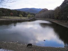 荒池。奥に見えるのは春日山。

鹿が水辺を散策中。

