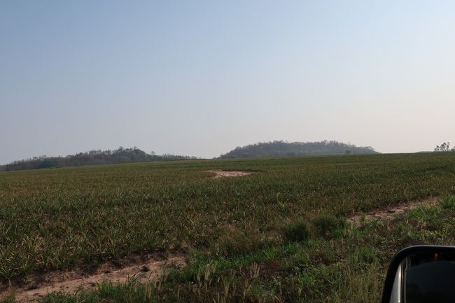 左右にはパイナップル畑。