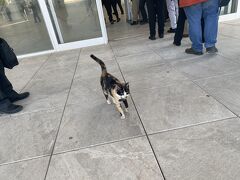 チュニジアに来て始めて猫を見たのは
バルドー博物館の正面入り口