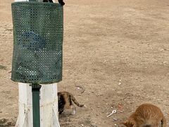 カイルアン（ケロアン）に移動
アグラブ朝貯水池の前にいた猫