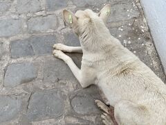 チュニスに移動　モスクに行く途中に見た犬
犬もたまーに見かけました。
大体が放し飼いです。（野良かも）両耳にタグをつけられています。
何のタグなんでしょうか
