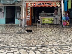 世界遺産スース旧市街で見た猫
