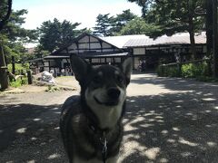 まだまだチェックインまで時間があるので、ペットOKと聞いていた南ヶ丘牧場へ。
木陰が涼しい　(^^♪