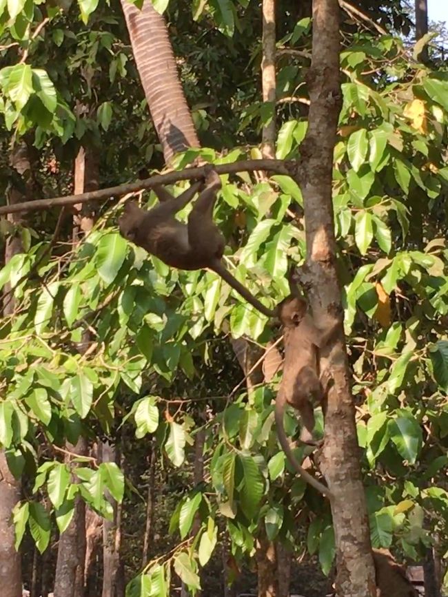 周りには野生の猿がウジャウジャ