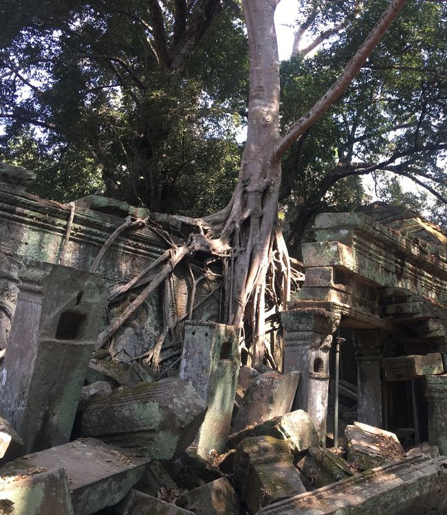 アンジー、こんな木の前にいたねー