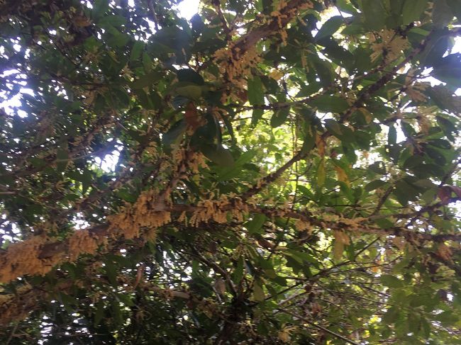 木の枝から 何か一杯出てて不思議だったり。。。