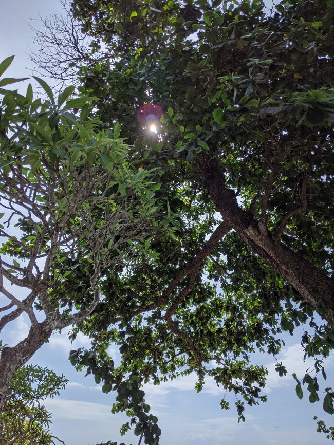 タオルのおっちゃんは踏んだ場所を知りたがっていたので一度現場に戻り、「早く医務室！」とジェスチャーで伝えました。<br /><br />今考えると、興奮した他の蜂が集まると危険だからその確認をしたかったんですかね。