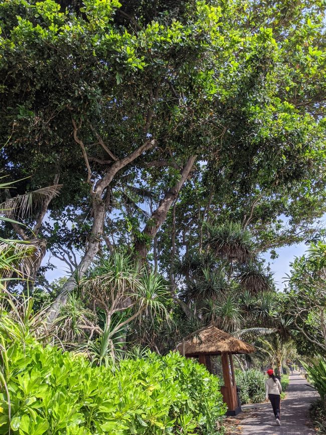 医務室に向かう途中、タオルのおっちゃんに「fly? on the floor?」と聞かれたので「めいびー　おんざふろあ」と日本語英語で答えました。（多分通じてる）<br /><br />今考えると、飛んで来た蜂がちょうど足元に、、って可能性もありますよね？（下を向いてなかったから分からなかった）