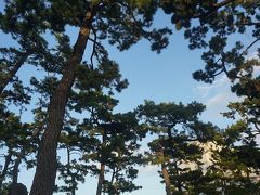 ●芦屋公園＠阪神芦屋駅界隈

芦屋川沿いにある芦屋公園。
沢山の松で覆われています。
