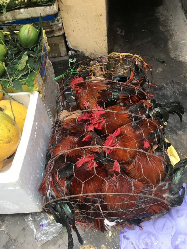 鶏はギュウギュウ