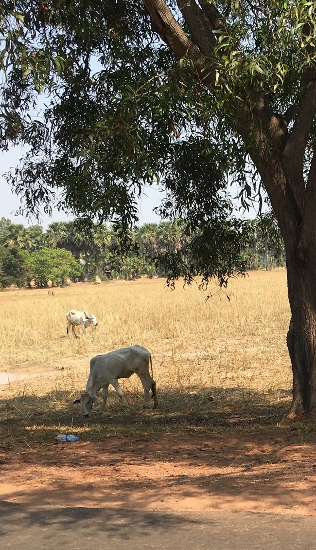 牛は骨と皮だけでちょっと可哀想だったり。。。
