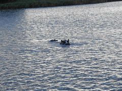 2020新春エチオピアその８ タナ湖で修道院とカバを見て アディスアベバ経由で帰国 バハルダール エチオピア の旅行記 ブログ By Rosaryさん フォートラベル