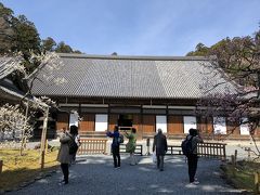 前庭から本堂。ちょうど見頃の「臥龍梅」を見学。

臥龍梅、瑞巌寺HPから
「政宗公が文禄2年（1593）朝鮮出兵の折、鉢植にして持ち帰り、
慶長14年（1609）、当寺落慶の際、五葉松と共に本堂正面に
手植えされた梅。本堂に向かって、右が紅梅、左が白梅である。
地面を這うような姿と八重咲で7，8個かたまって実をつける事から、
「臥龍八房」の異称がある。」