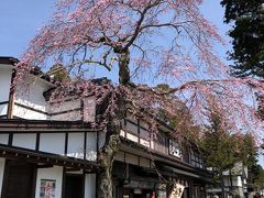 入り口わき、お食事処前の枝垂れ桜も満開です。