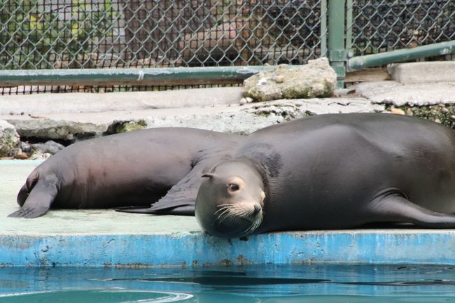 天王寺と福知山レッサーパンダ詣 ４ 天王寺動物園 後編 オオカミも可愛くアシカの赤ちゃんもキュートだったけど ジャガーは見損ねた ミナミ 難波 天王寺 大阪 の旅行記 ブログ By まみさん フォートラベル