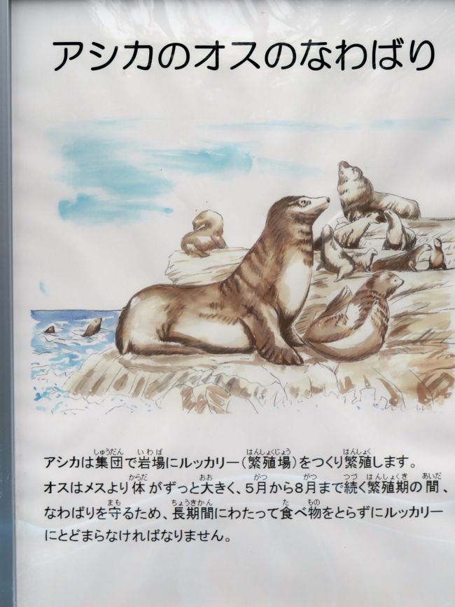 天王寺と福知山レッサーパンダ詣 ４ 天王寺動物園 後編 オオカミも可愛くアシカの赤ちゃんもキュートだったけど ジャガーは見損ねた ミナミ 難波 天王寺 大阪 の旅行記 ブログ By まみさん フォートラベル