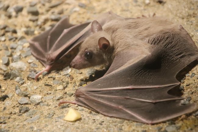 天王寺と福知山レッサーパンダ詣 ４ 天王寺動物園 後編 オオカミも可愛くアシカの赤ちゃんもキュートだったけど ジャガーは見損ねた ミナミ 難波 天王寺 大阪 の旅行記 ブログ By まみさん フォートラベル