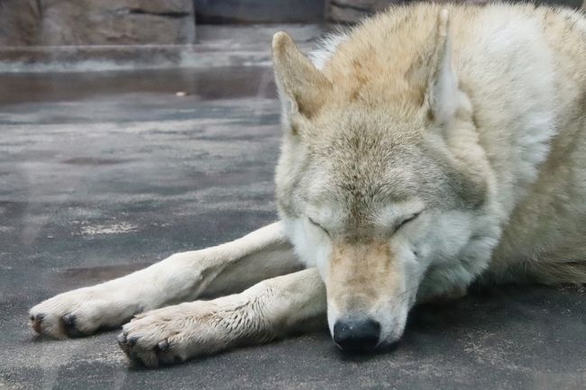 天王寺と福知山レッサーパンダ詣 ４ 天王寺動物園 後編 オオカミも可愛くアシカの赤ちゃんもキュートだったけど ジャガーは見損ねた ミナミ 難波 天王寺 大阪 の旅行記 ブログ By まみさん フォートラベル