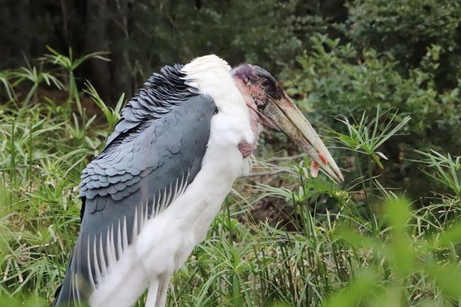 天王寺と福知山レッサーパンダ詣 ４ 天王寺動物園 後編 オオカミも可愛くアシカの赤ちゃんもキュートだったけど ジャガーは見損ねた ミナミ 難波 天王寺 大阪 の旅行記 ブログ By まみさん フォートラベル