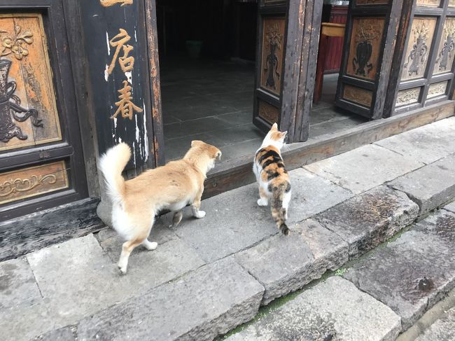 仲良し犬と猫。