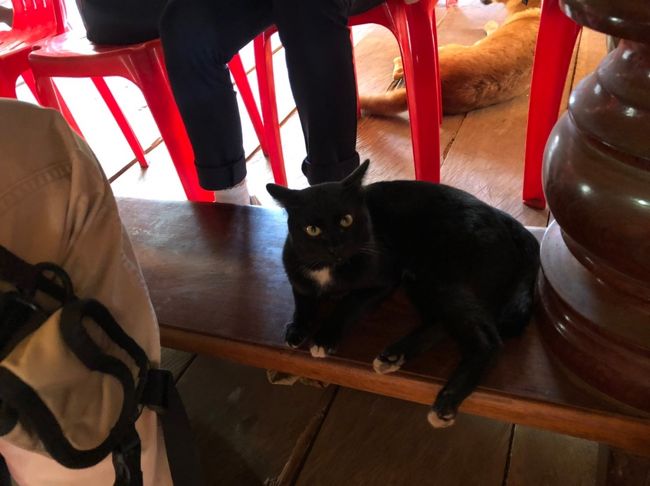 ただ、普通にテーブルの下に猫がいますけど笑<br /><br />個人的にはまったく気にしませんし、可愛いですけどね笑<br /><br />