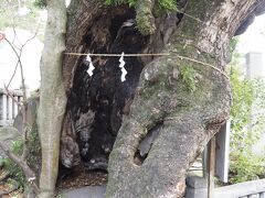 湯前神社横の楠

熱海市指定文化財・天然記念物の楠。
幹周り7.2m、樹高17m、樹幹の半分ほどは焼損しているが、樹勢は極めて旺盛とのこと。
