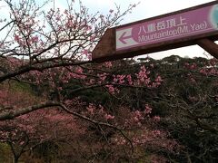 日が暮れる前に八重岳の桜並木公園まで来ることが出来ました