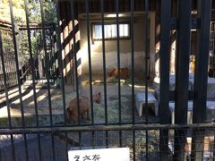 大宮公園・小動物園にやってきました。

動物の名前が書いてないんですけど～。

シカの一種。