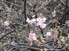 宇津ノ谷入口から歩きます　河津桜が咲き始めでしょうか