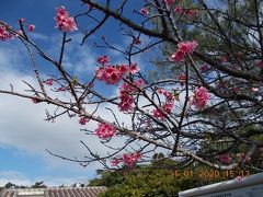 沖縄彼岸桜はもう終わりに近ずいていました、合掌。