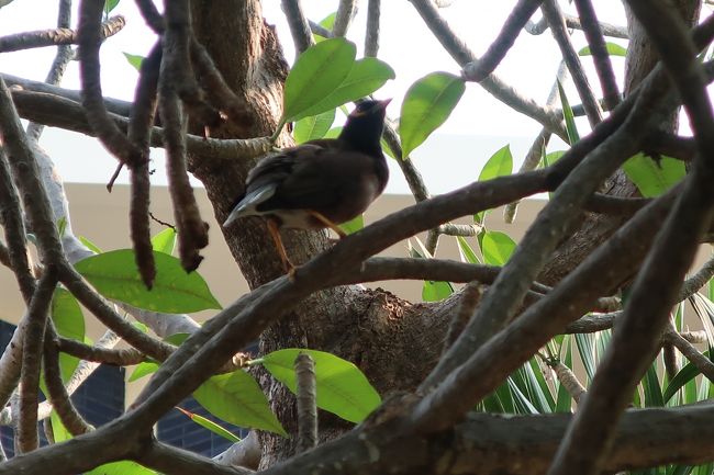 ちょっだけ、木立に鳥声。
