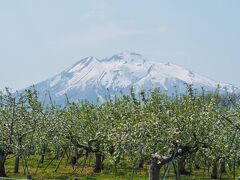 3日ほど前に、弘前観光コンベンション協会に開花状況を確認したところ、ちょうど主力の品種「ふじ」が咲いてきており、開花状況を把握している１２品種のうち、満開のものが４品種、咲き始めが８品種というところです・・・とのお返事でした。

5月10日～12日頃にはちょうど満開の白い花が楽しめそうだ・・・との予想でした。

りんご公園に到着すると・・・バス停の周りは、真っ白いお花を咲かせたリンゴ畑が広がっていました～！