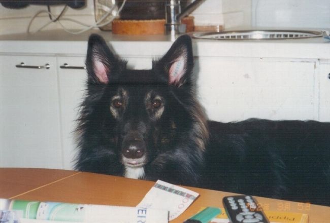 彼の名前はアラミス。よく散歩に連れて行ってました。お利口なワンちゃんでしたよ。左耳に登録のタトゥーが入っていました。