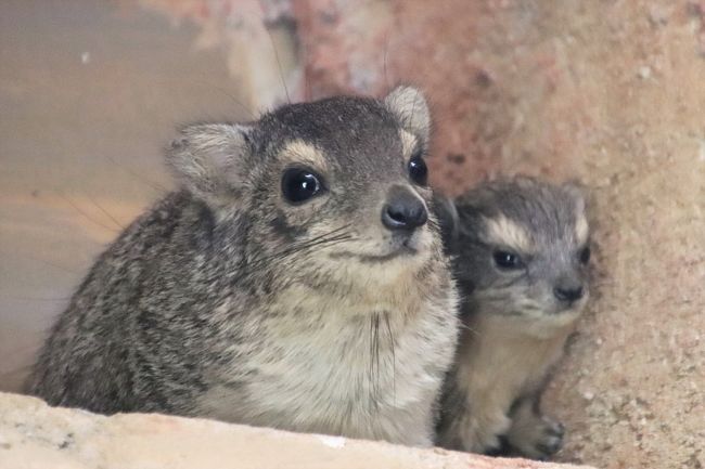 赤ちゃんたちが待つ２月晴れの埼玉こども動物自然公園 前編 キボシイワハイラックスやコアラのトリプル赤ちゃん ハニーっ子はシャイで顔見えず 東松山 埼玉県 の旅行記 ブログ By まみさん フォートラベル