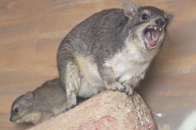 赤ちゃんたちが待つ２月晴れの埼玉こども動物自然公園 前編 キボシイワハイラックスやコアラのトリプル赤ちゃん ハニーっ子はシャイで顔見えず 東松山 埼玉県 の旅行記 ブログ By まみさん フォートラベル