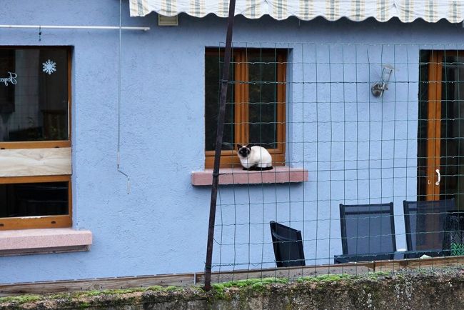 天気は予報の通り下り坂。雨が降っています…。<br /><br />おまけに、ノドの調子がおかしい…。<br />ぶどう畑の風邪は、いつも左のノドの異変から始まります。<br />この時点では痛みまではいかないけれど、なんか、ヤバいぞ、ヤバいぞ。（&gt;&lt;）<br /><br />これまで青空に恵まれて、冷たい空気の中をウキウキ歩いていました。<br />日本だったらマスクをするところ、マスクは感染症の人がするものと思われているヨーロッパ、我慢しちゃいました。<br /><br />それでノドにツケが回ったか…。<br />持ってきた風邪薬を飲みました。