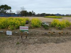 鳴門ウチノ海総合公園。
菜の花に春を感じます。