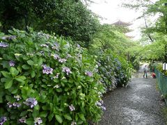 まる１日雨の予報です。
まずは紫陽花の名所、高幡不動尊。
朝なので駐車場はまだあいてました。