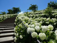 白い紫陽花。
えっと、たしかアナベル、でしたっけ？