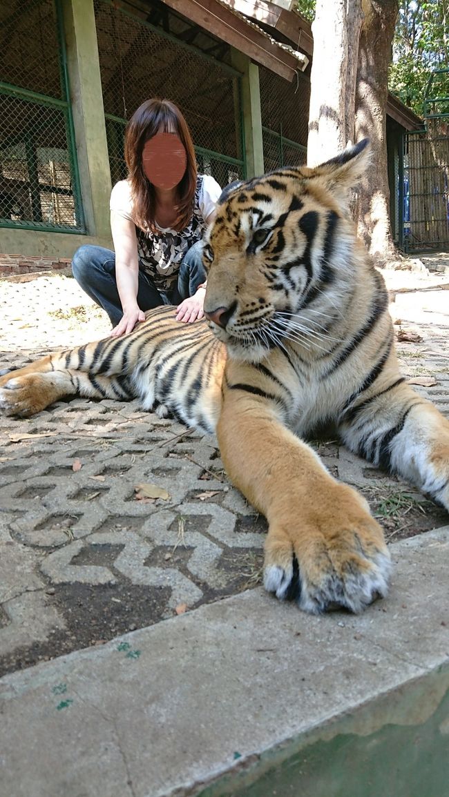 でも思った以上にトラは大人しく、徐々に触れるようになってきました。