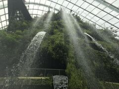 クラウドフォレストは巨大な温室にある植物園です！

滝もあります…
真下だと水しぶきが結構当たります！外が暑いのでちょうどいいかも笑
