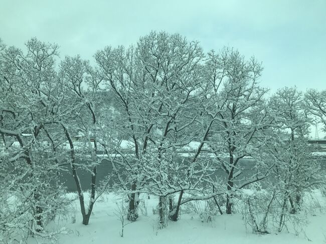 木も凍ってます。