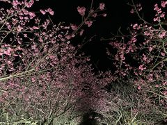 門をくぐると、桜のトンネル。